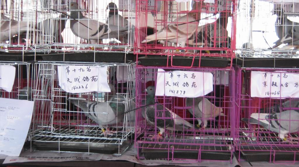 长春合隆gdp_长春合隆(3)