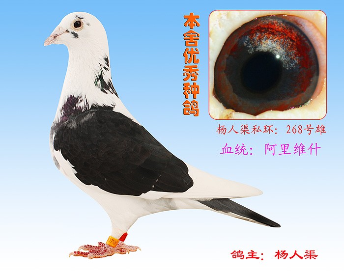 268号雄_相册_杨人渠兄弟鸽舍 - 赛鸽资讯网