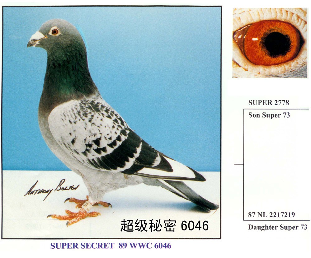 凡龙家族的名鸽— 超级73>; 凡龙鸽; 凡龙家族的名鸽 超级73  (600x