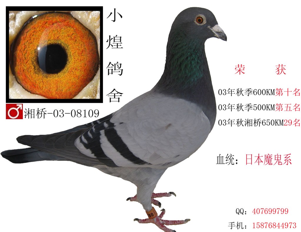 魔鬼系                  暂无描述