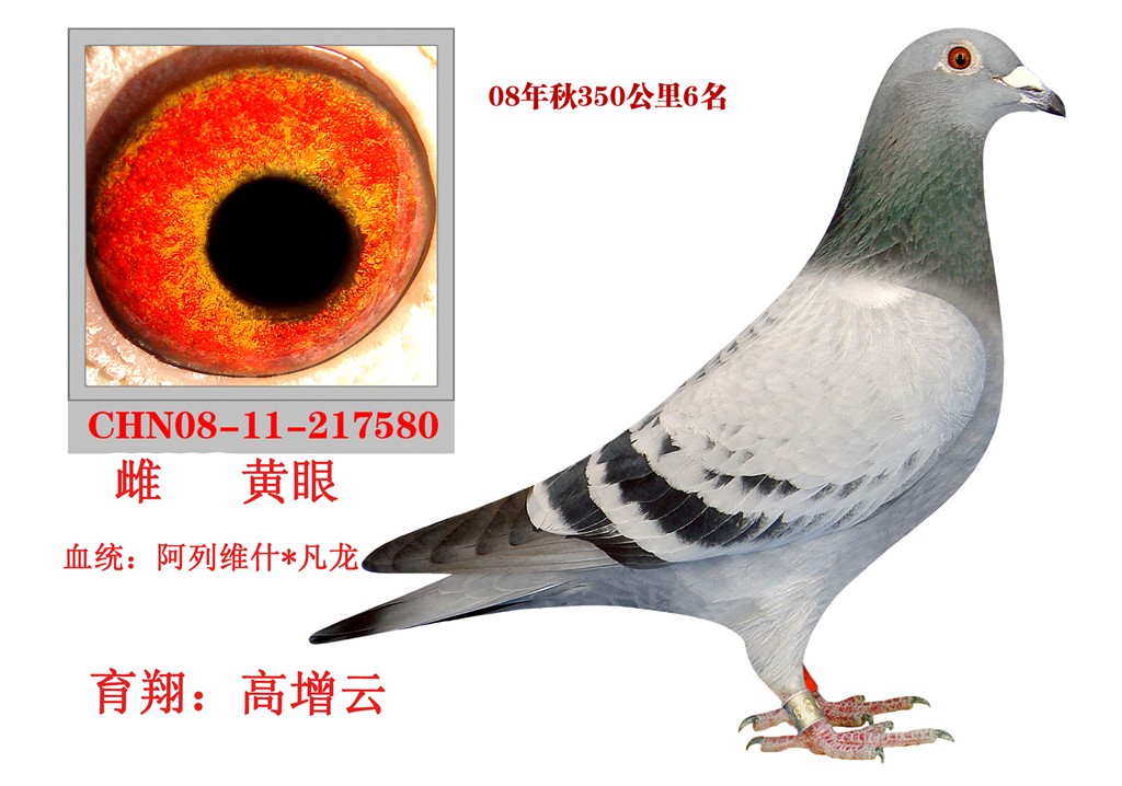 004阿列维什                 暂无描述
