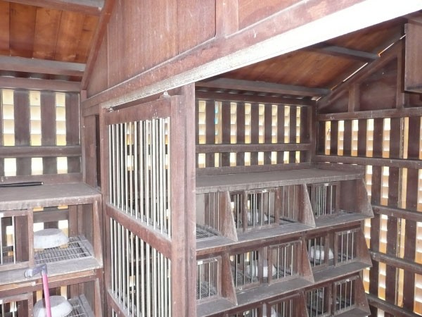 台湾鸽舍