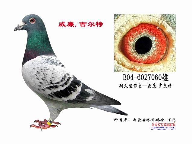砂眼 雄   比利时耐久能繁殖场作出纯威廉吉尔特  传承:王子号,水牛号