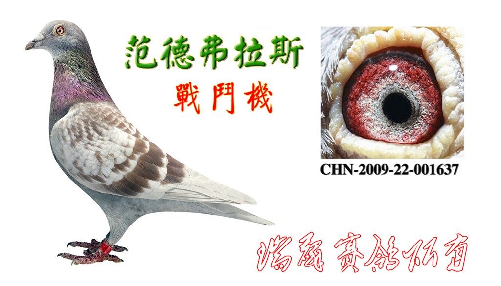 汕头麒麟鸽舍