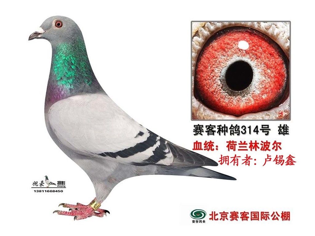 荷兰林波尔赛客种鸽314