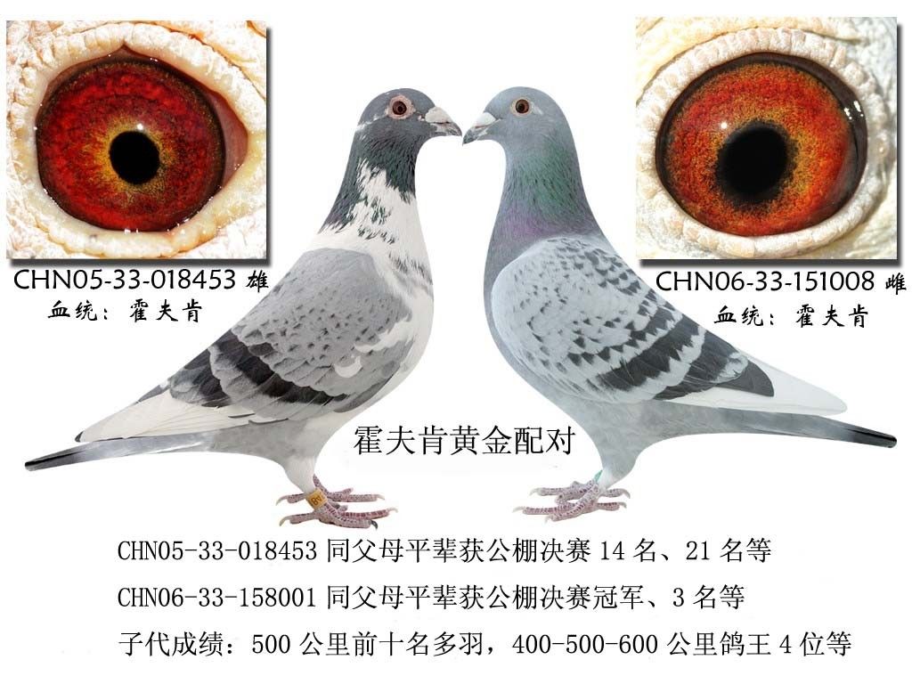 霍夫肯(黑猪)血统在欧洲100-1000公里比赛获冠军无数。萧辉煌在台湾用霍夫肯(黑猪)打遍天下!姚树平把 霍夫肯(黑猪)引入东北地区无人为敌! 比利时速度巨星桑杰士(晚生汤姆)血脉,由雄詹森配霍夫肯雌。 已逝中距离名家杨格多拉斯以霍夫肯鸽(好的一岁鸽)满地开花结果。 现役中长距离巨将慕利门以凡登步希配霍夫肯雌黄金配对闯出一片天。 当前欧洲名家佛海原、夏拉肯、威廉杰尔特、斯达夫铁伟、路德霍夫、凡贺夫、维特斯、迪林等鸽系均来自霍夫肯(黑猪)! 名家佛海原用纯霍夫肯(黑猪)参赛,成绩好的惊人!一共作出五羽欧林