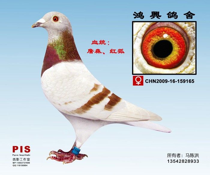 chn2009-16-165__Ӱ - Ѷ