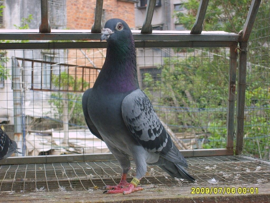 3-27_相册_傲翔魅影