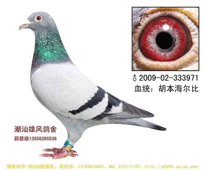 海尔比王子