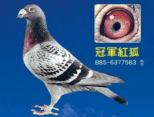 4                 詹森冠军红狐