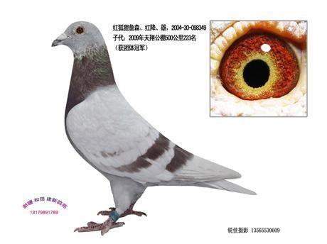 相册欣赏和田梁健新詹森红狐
