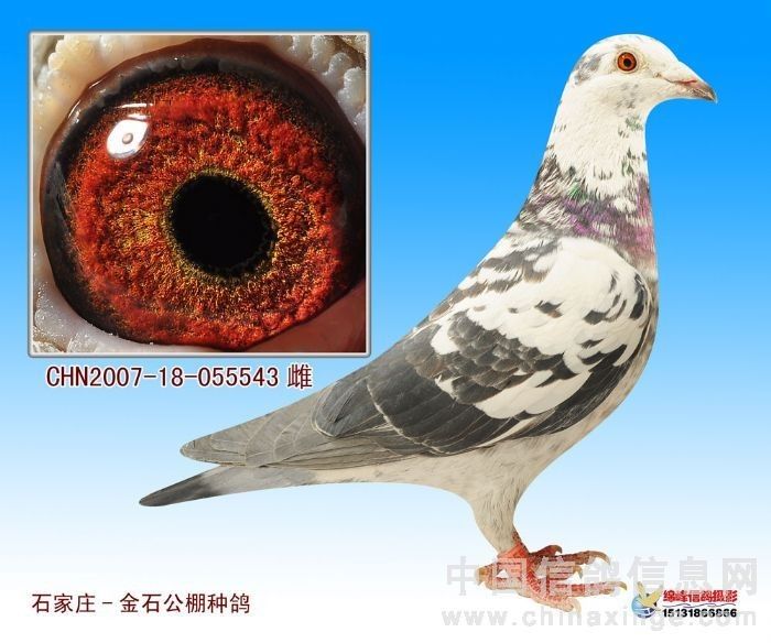 ݹ ӱ빫