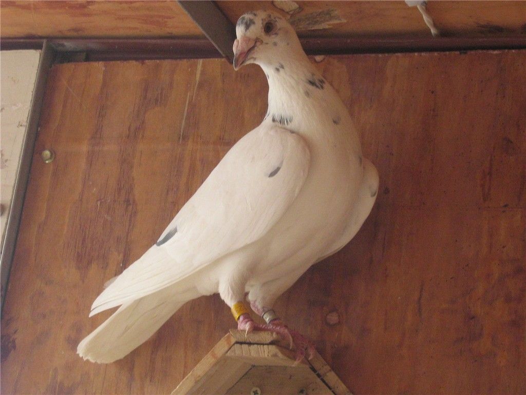 村松白血系                  种鸽