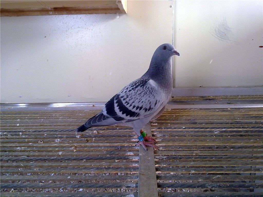 郑宇鸽舍_相册_郑宇鸽舍 圣赐家族