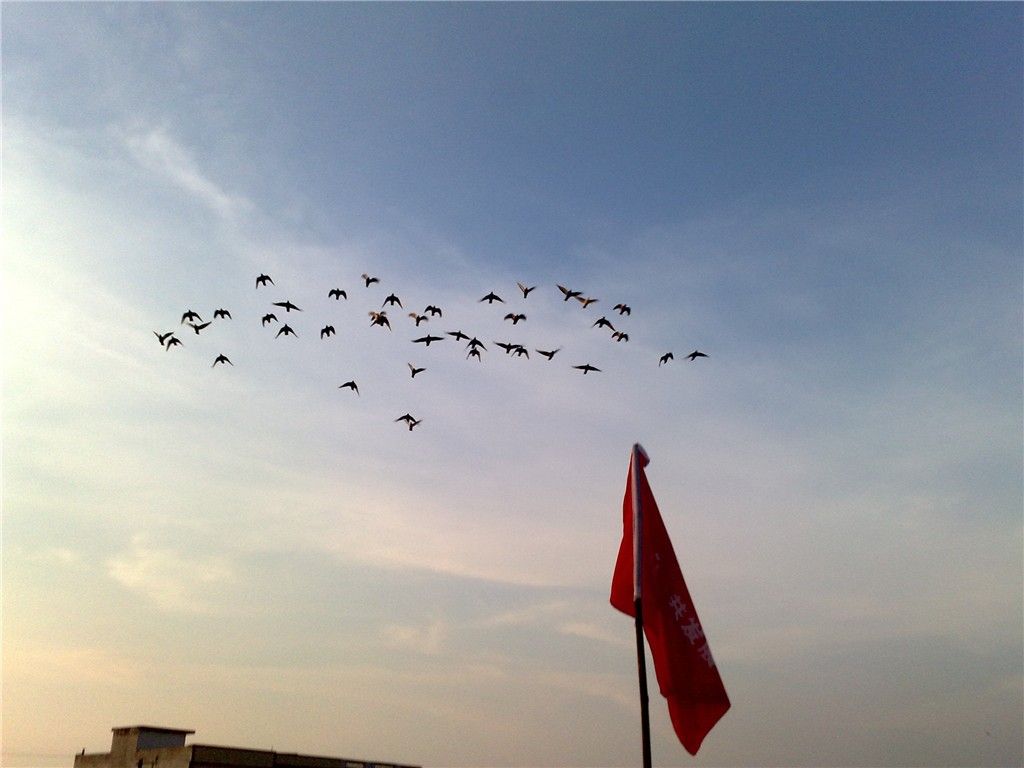 郑宇鸽舍_相册_郑宇鸽舍 圣赐家族