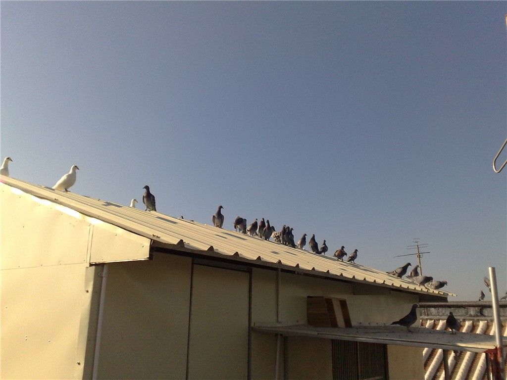 郑宇鸽舍_相册_郑宇鸽舍 圣赐家族