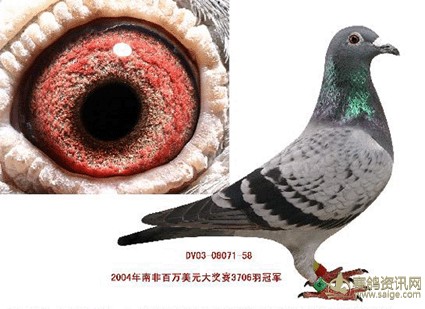 中外信鸽_jianye pigeons(鸽子)_温州建业鸽舍 - 赛鸽