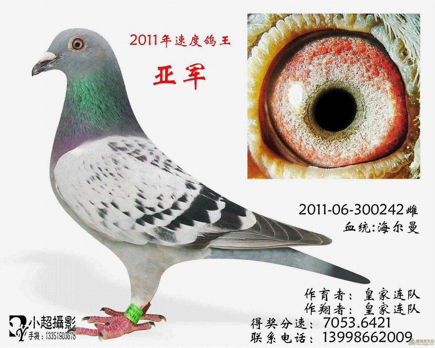 2011速度鸽王_相册_大连赛鸽会 - 赛鸽资讯网