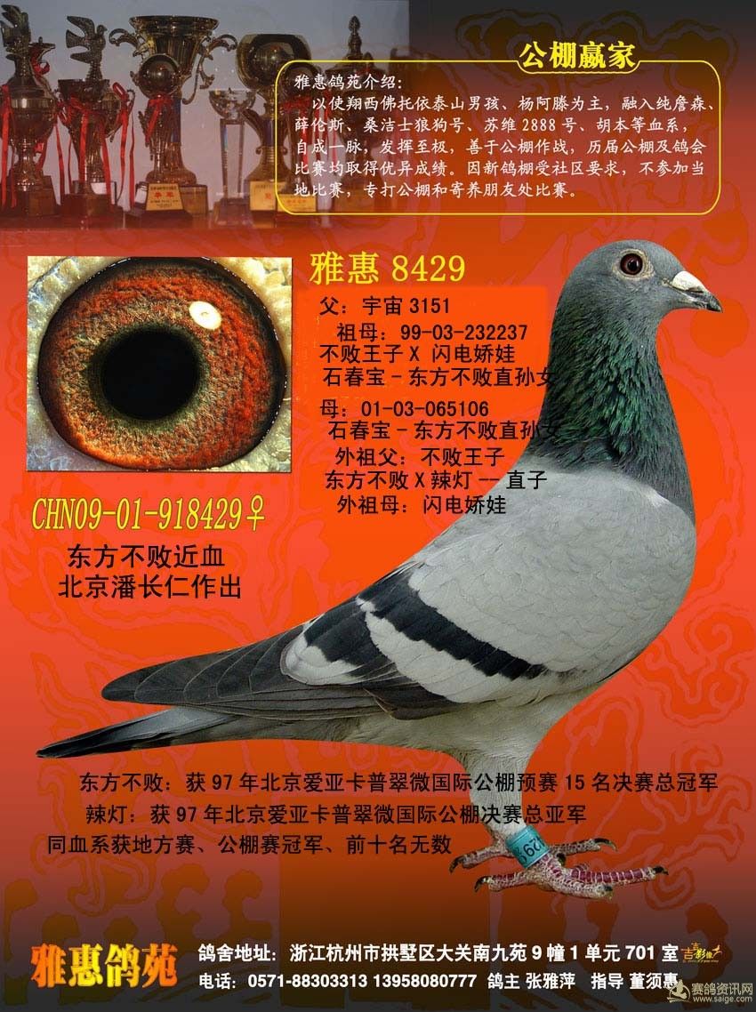 父:宇宙3151   石板灰   沙  祖父:詹森019近血   灰白条   沙