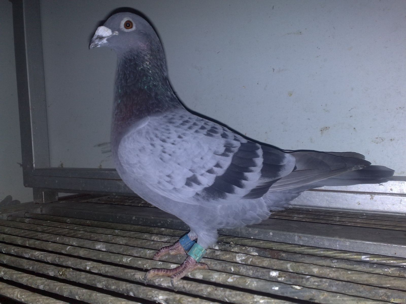 郑宇鸽舍_相册_郑宇鸽舍 圣赐家族