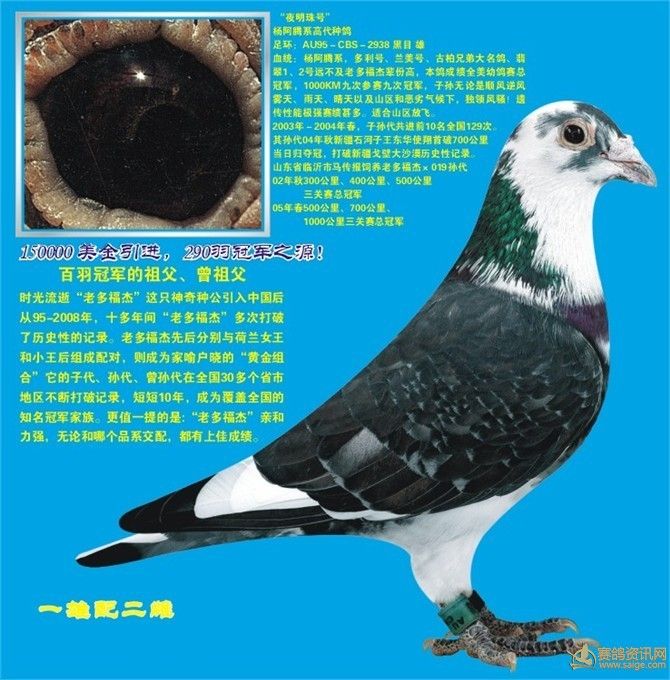 世界名鸽欣赏--夜明珠号(杨阿腾系)