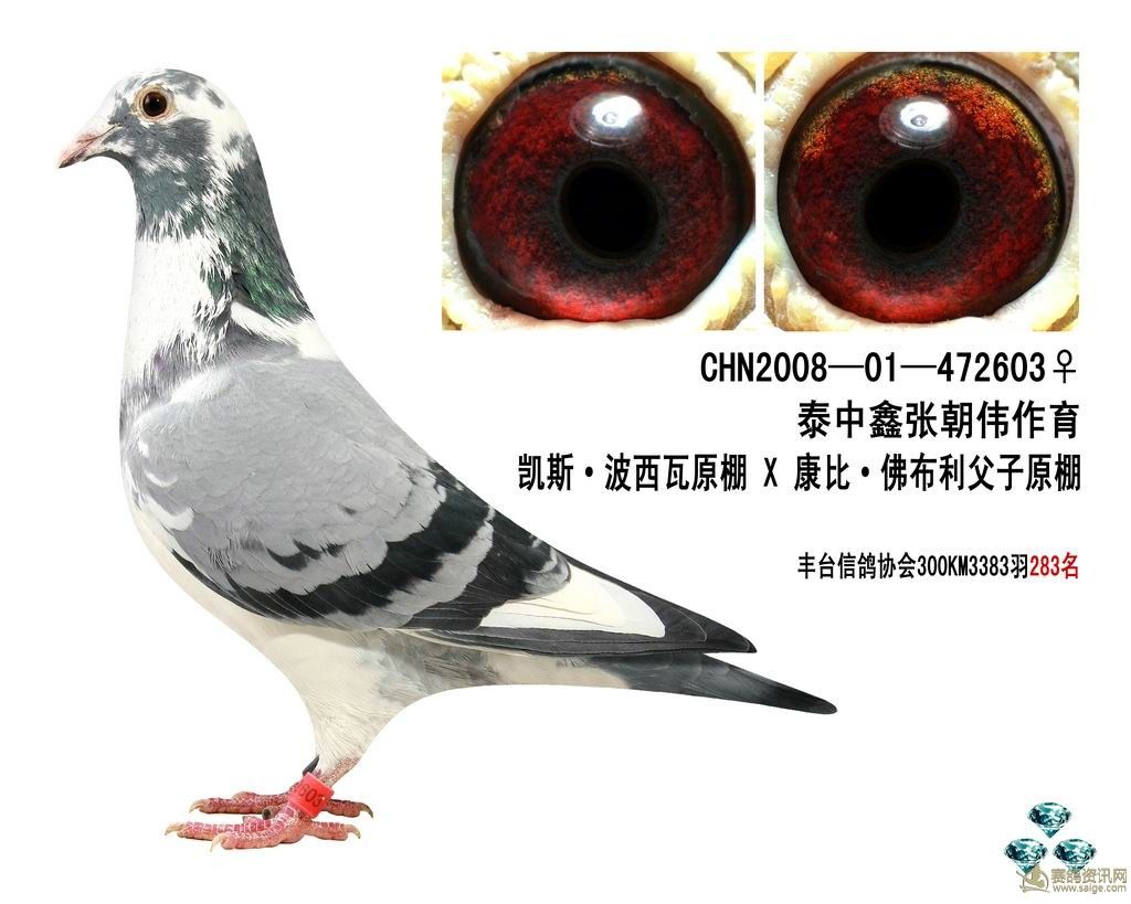鑫源波西瓦                  暂无描述