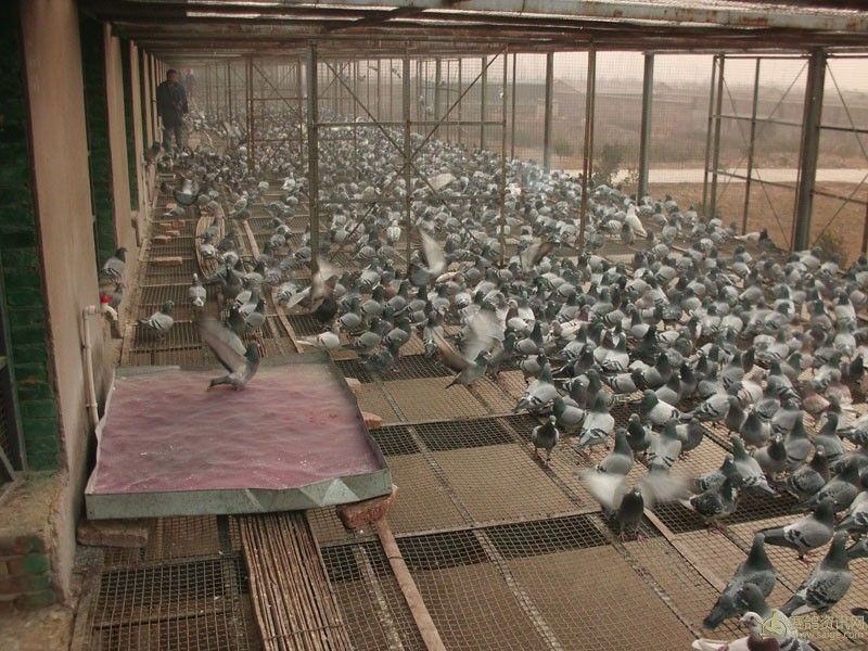 日常图集_相册_陕西大秦信鸽公棚