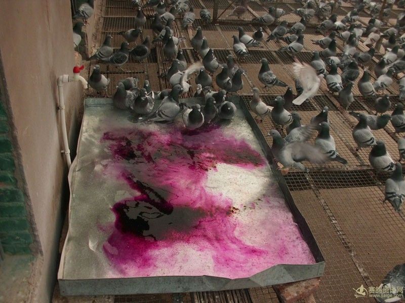 日常图集_相册_陕西大秦信鸽公棚