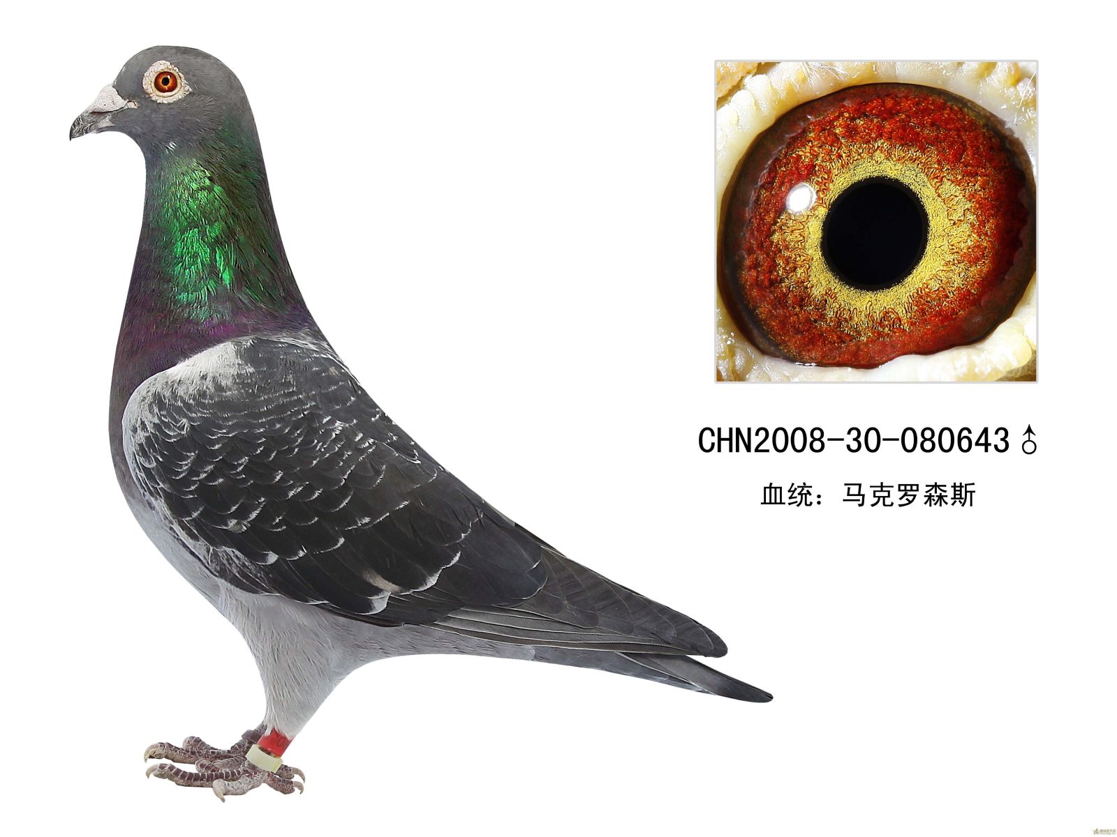 供应新疆白色俄罗斯鸽 蛇头鸽子图片价格 黄杠头型鸽图片-阿里巴巴