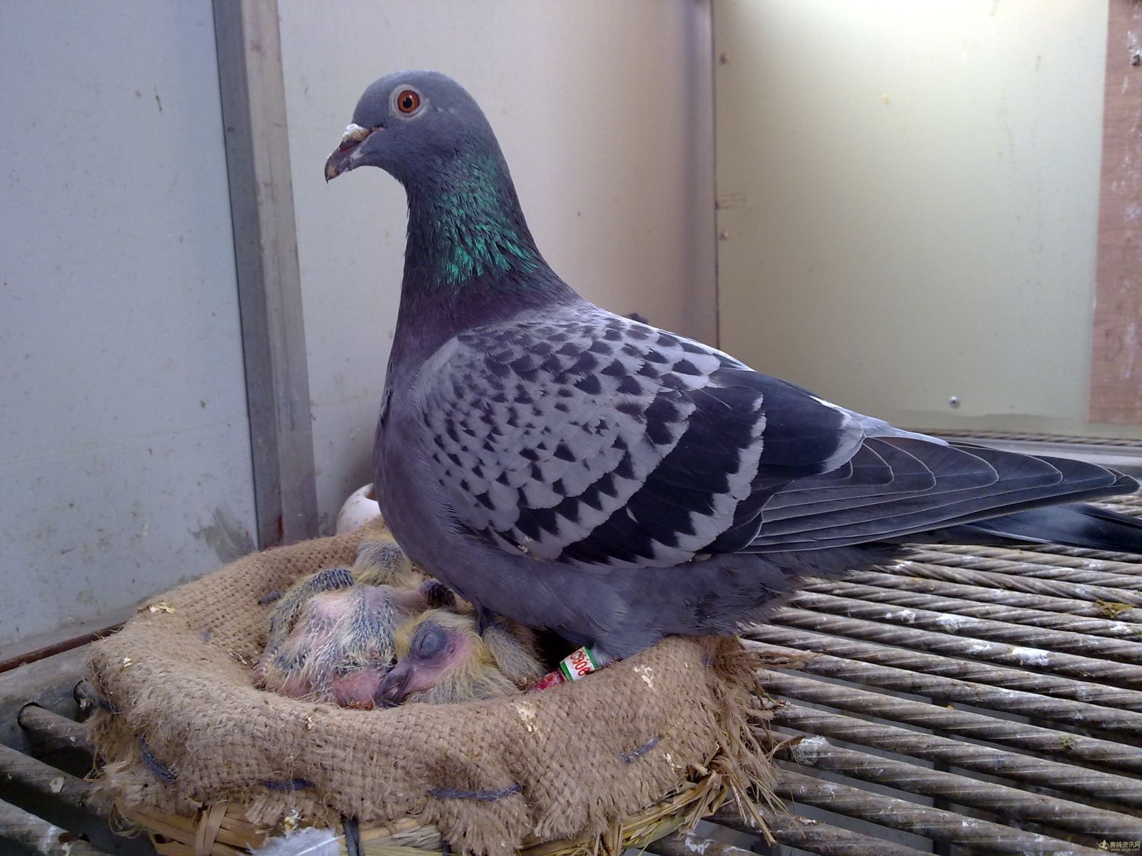 郑宇鸽舍_相册_郑宇鸽舍 圣赐家族