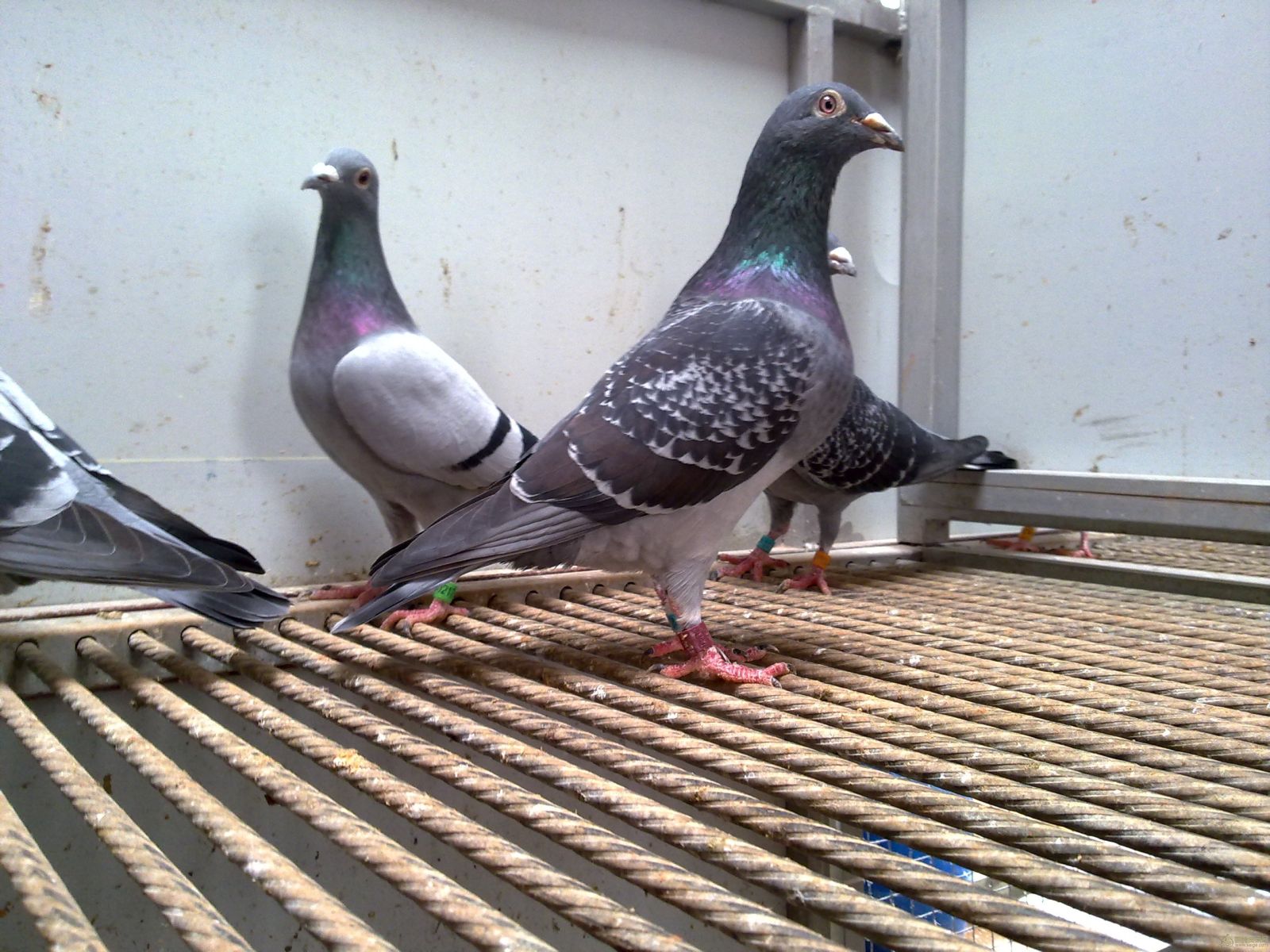 郑宇鸽舍_相册_郑宇鸽舍 圣赐家族