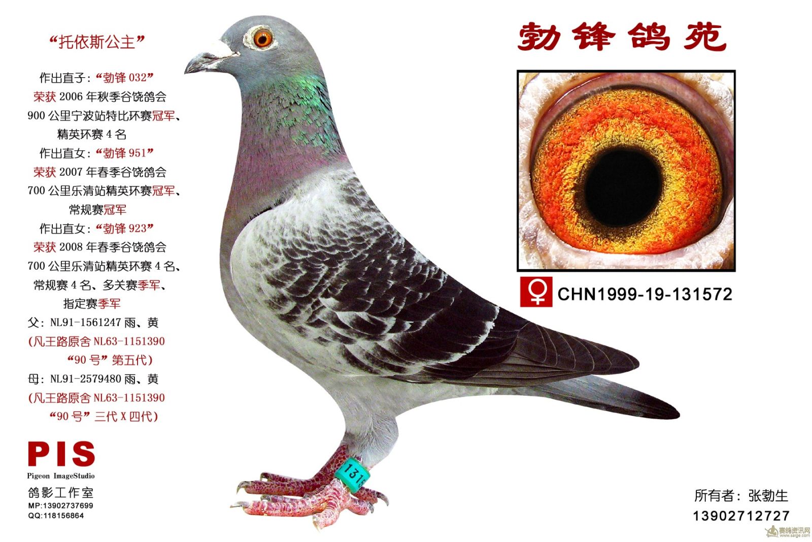 种鸽_相册_广东勃锋鸽苑 赛鸽资讯网