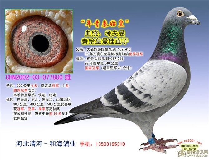名: 金佰利种鸽"考夫曼 詹森"《已售》 羽色: 雨点