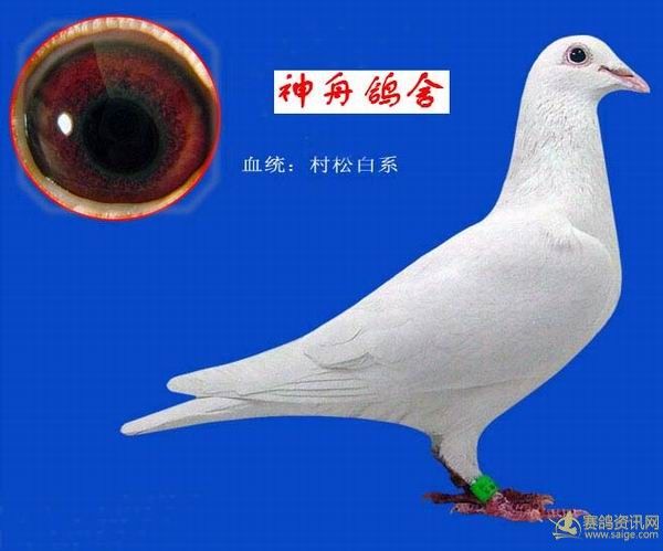 血统:村松白