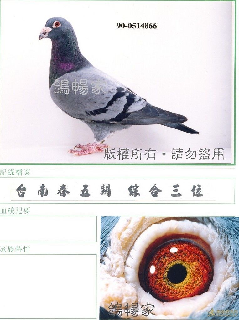 故 吴锦裳教授手作 光明仔配势山_相册_厦门黑白郎君鸽舍 - 赛鸽资讯
