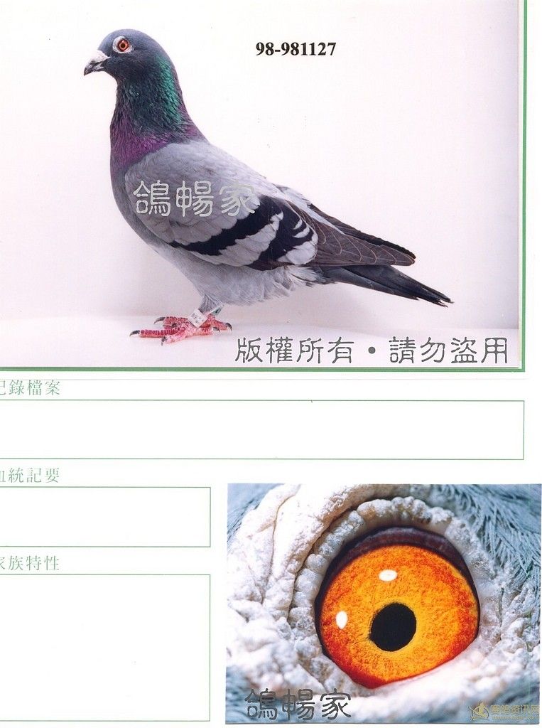 "005号",本舍作出,纯势山系,父为势山黑眼,作出海翔入