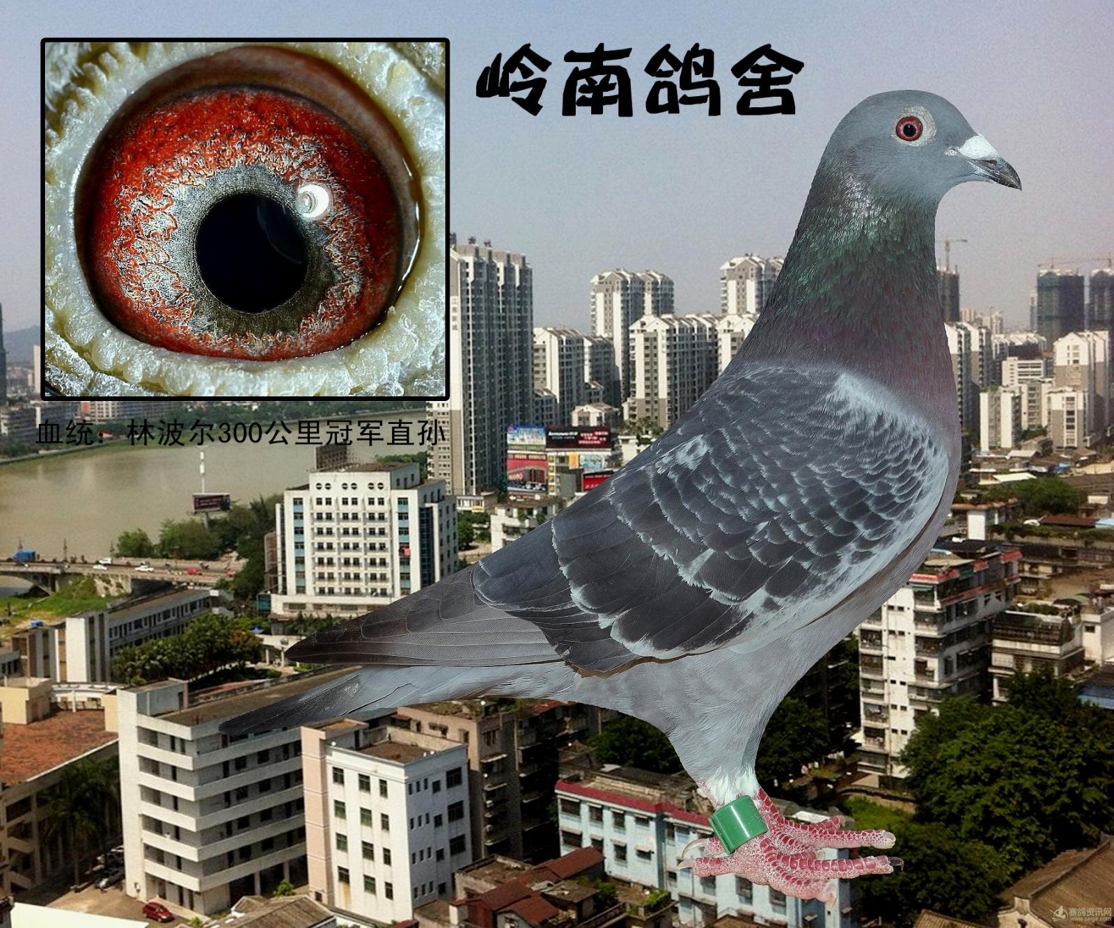 大型赛鸽设计图