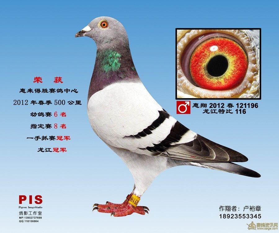 2012_相册_惠来裕胜鸽舍 - 赛鸽资讯网