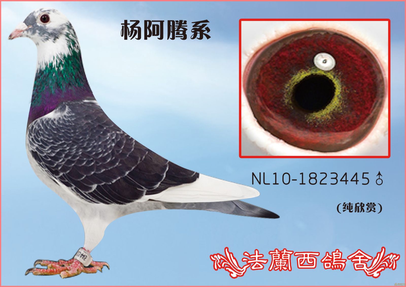 杨阿腾系_相册_鼎立鸽舍--陈系 - 赛鸽资讯网