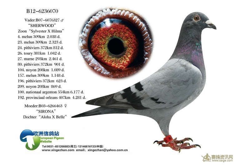 胡本原朋五德直子_铭鸽展厅_新疆铭粹轩鸽舍 - 赛鸽