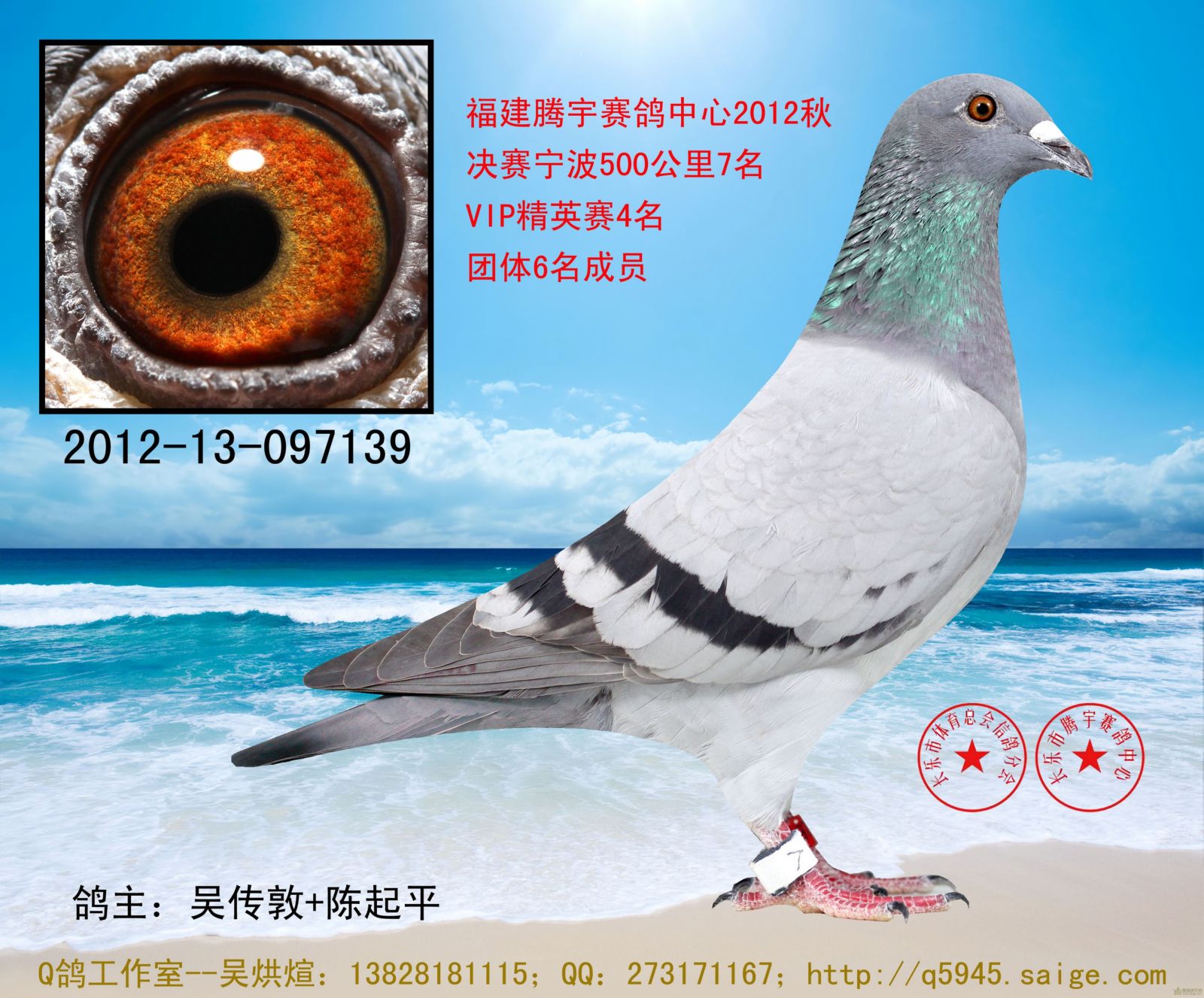 福建腾宇赛鸽中心