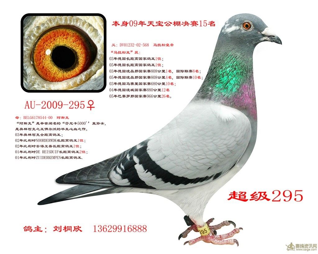 新疆刘桐欣鸽舍超级295(余柏华作育)