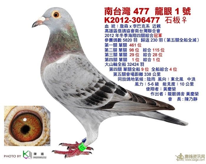 2012年冬季高雄南台湾冠军鸽_相册_8888 - 赛鸽资讯网