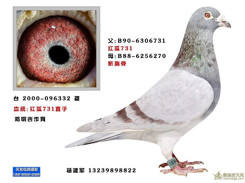 红狐731直子_相册_新疆杨建军鸽舍 - 赛鸽资讯网