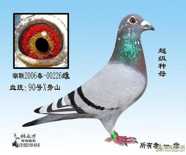 90号x势山_相册_台湾老姜赛鸽 - 赛鸽资讯网