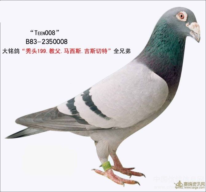 戈马利大名鸽