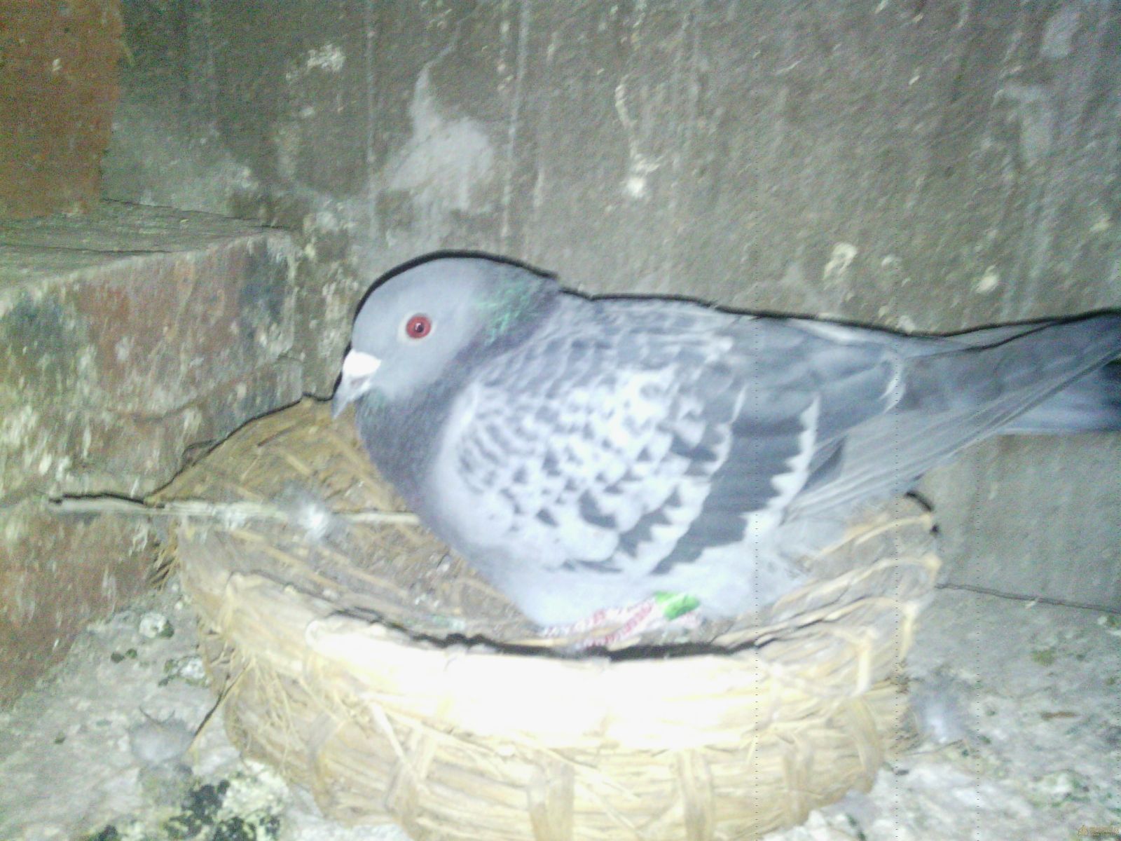 母亲抱窝_jianye pigeons(鸽子)_温州建业鸽舍 - 赛鸽