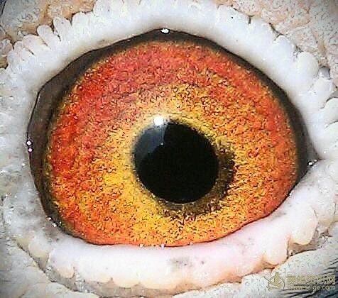 郑宇鸽舍_相册_郑宇鸽舍 圣赐家族