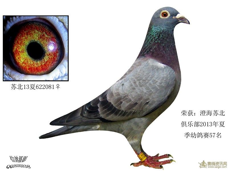 赛鸽_相册_天宇鸽舍 - 赛鸽资讯网