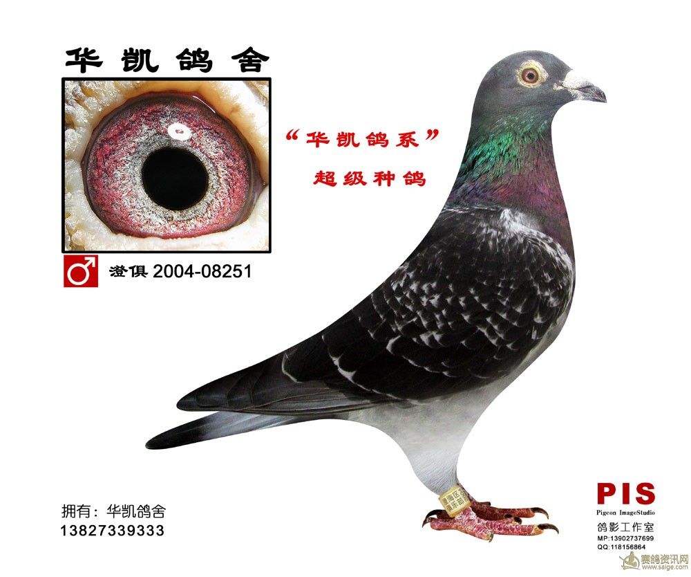 种鸽_相册_广东华凯鸽舍 - 赛鸽资讯网